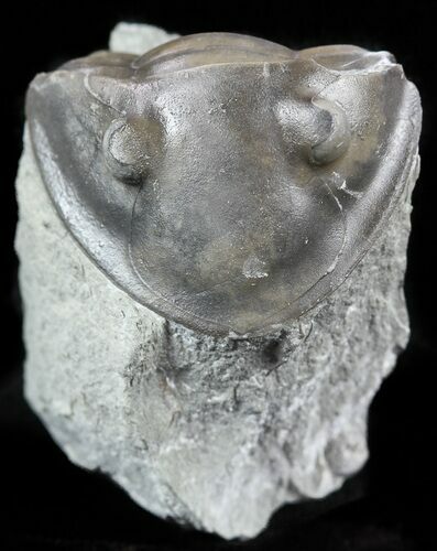 Bargain, Wide Enrolled Isotelus Trilobite - Ohio #57864